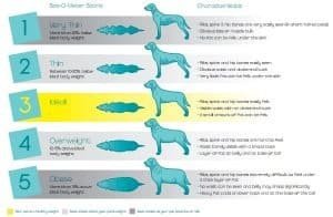 Body Condition Score Dog
