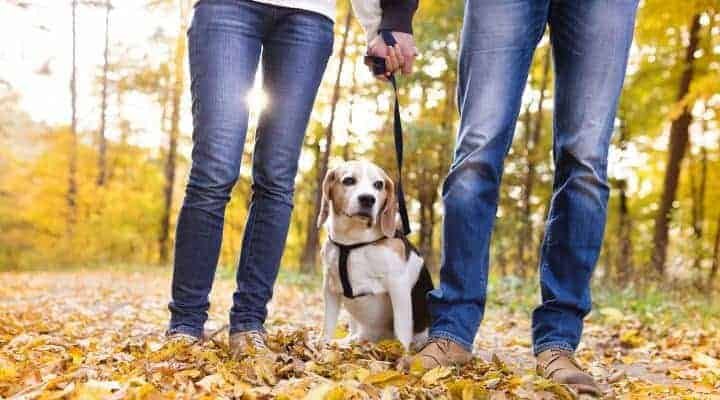 couple in nature with dog