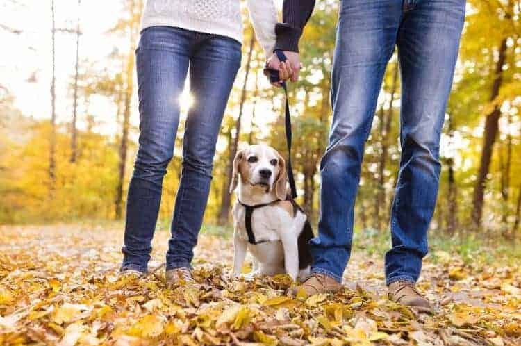 couple in nature with dog