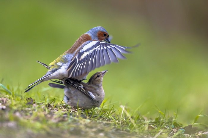 Mating Common Chaffinch on lawn