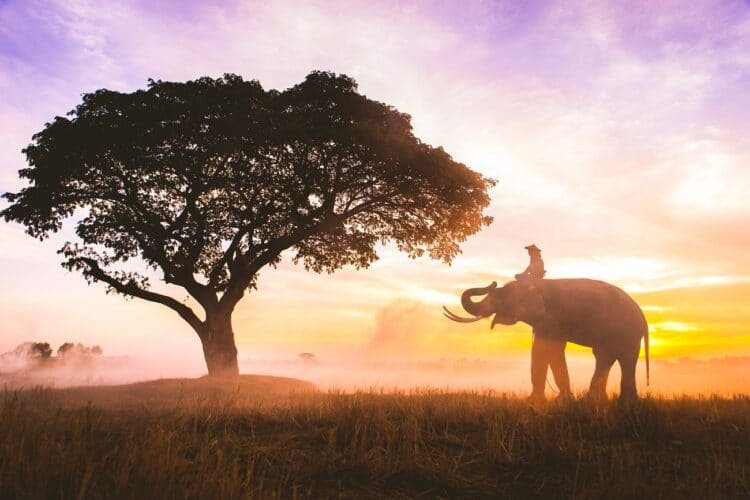 The Core Problem Most Unhappy Couples Face 2 Ellephant in asian countryside at sunrise, Thailand - Thai elephant in Surin region