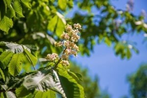 blooming chestnut tree against the sky selective 2023 11 27 04 53 14 utc